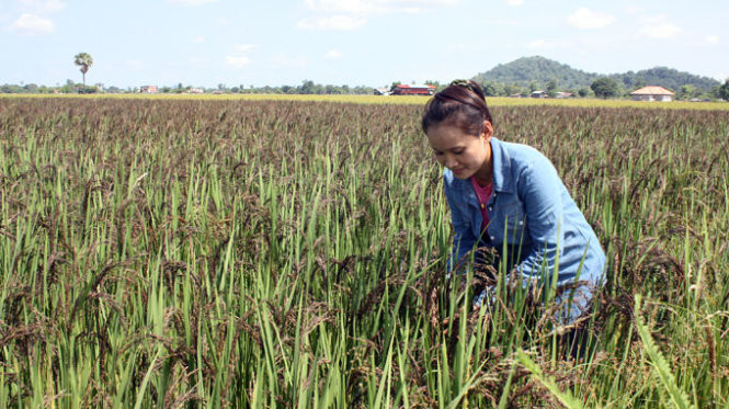 Cultivation of Herbal Rice for Export to Japan